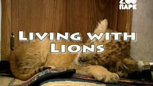 Цирковые животные - жизнь среди львов