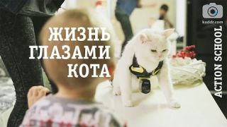 Жизнь глазами кота - съемка экшн камерой