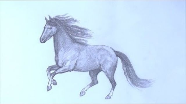 Как научиться рисовать лошадь карандашом