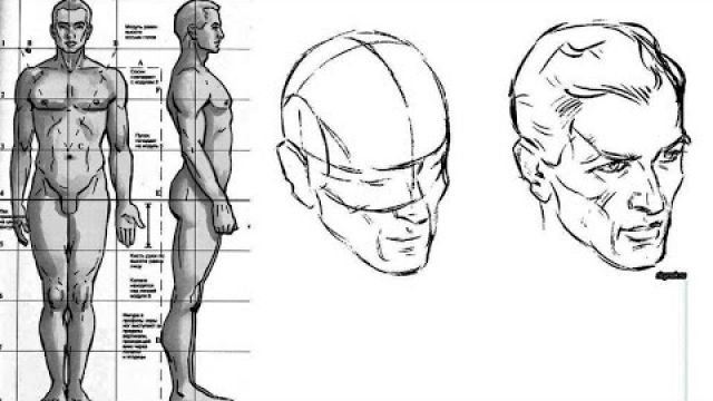 Как нарисовать человека. Пропорции тела и головы