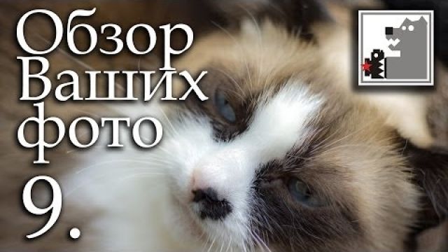 Коты и фотомодель